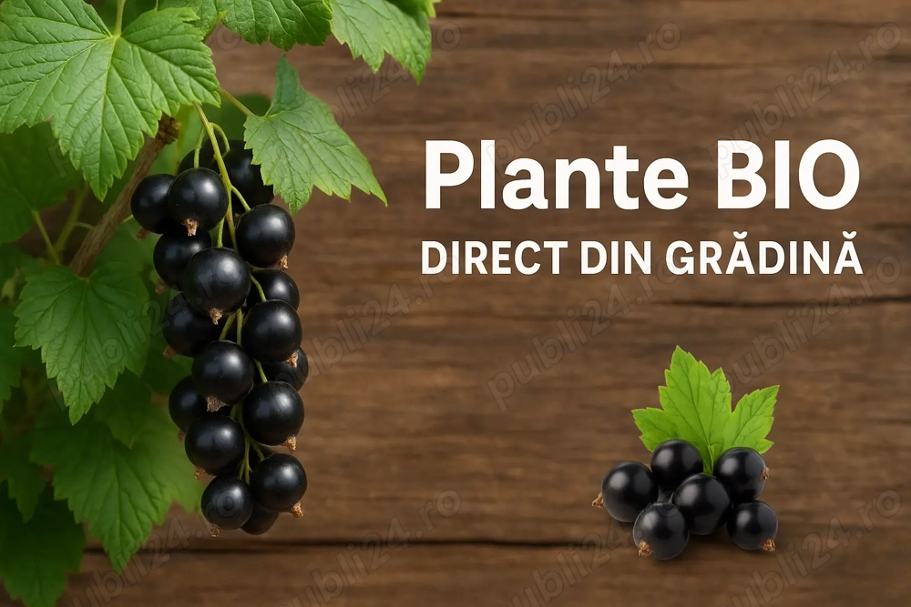 Tufe de coacăz negru (3-4 ani)   productivitate + gust de top 