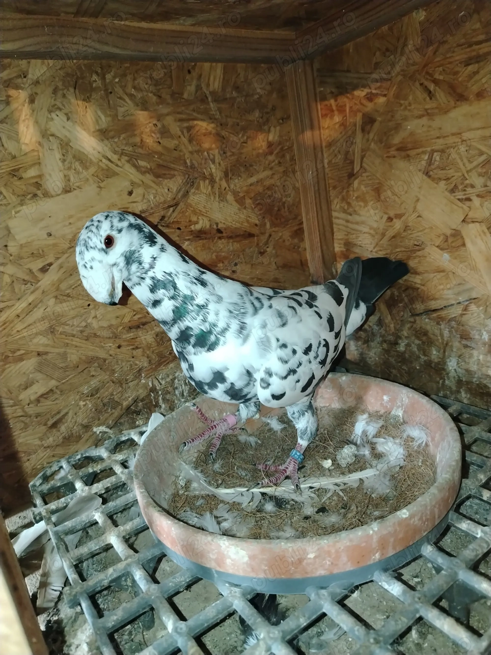 Voiajori germanii de frumusețe!!  Voiajori germanii de frumusețe!!