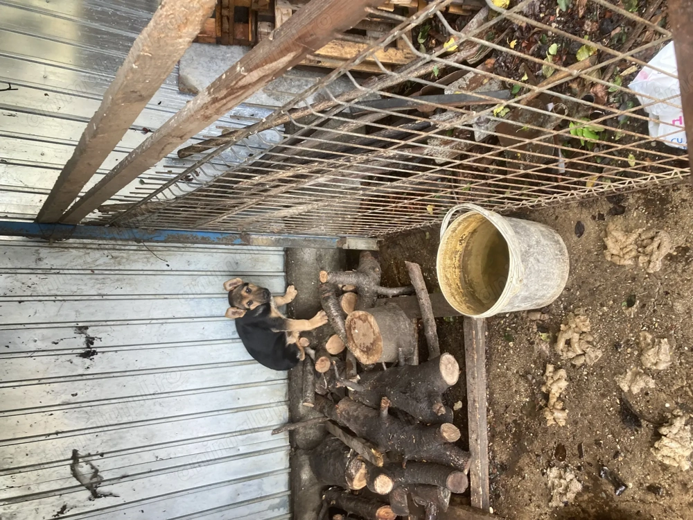 Pui femelă ciobănesc-german-2luni