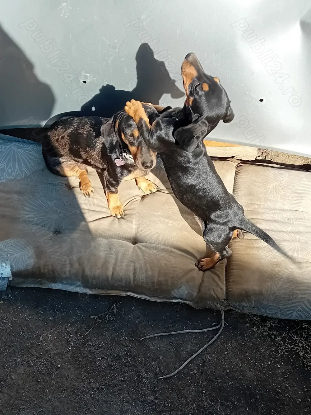 Pui teckel de vanzare