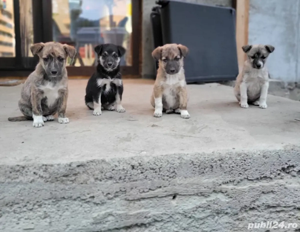 Catei metis ciobanesc Catei metis ciobanesc