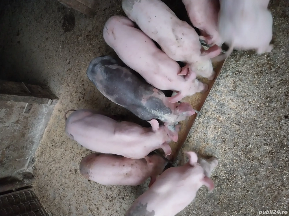 Purcei de vânzare  .