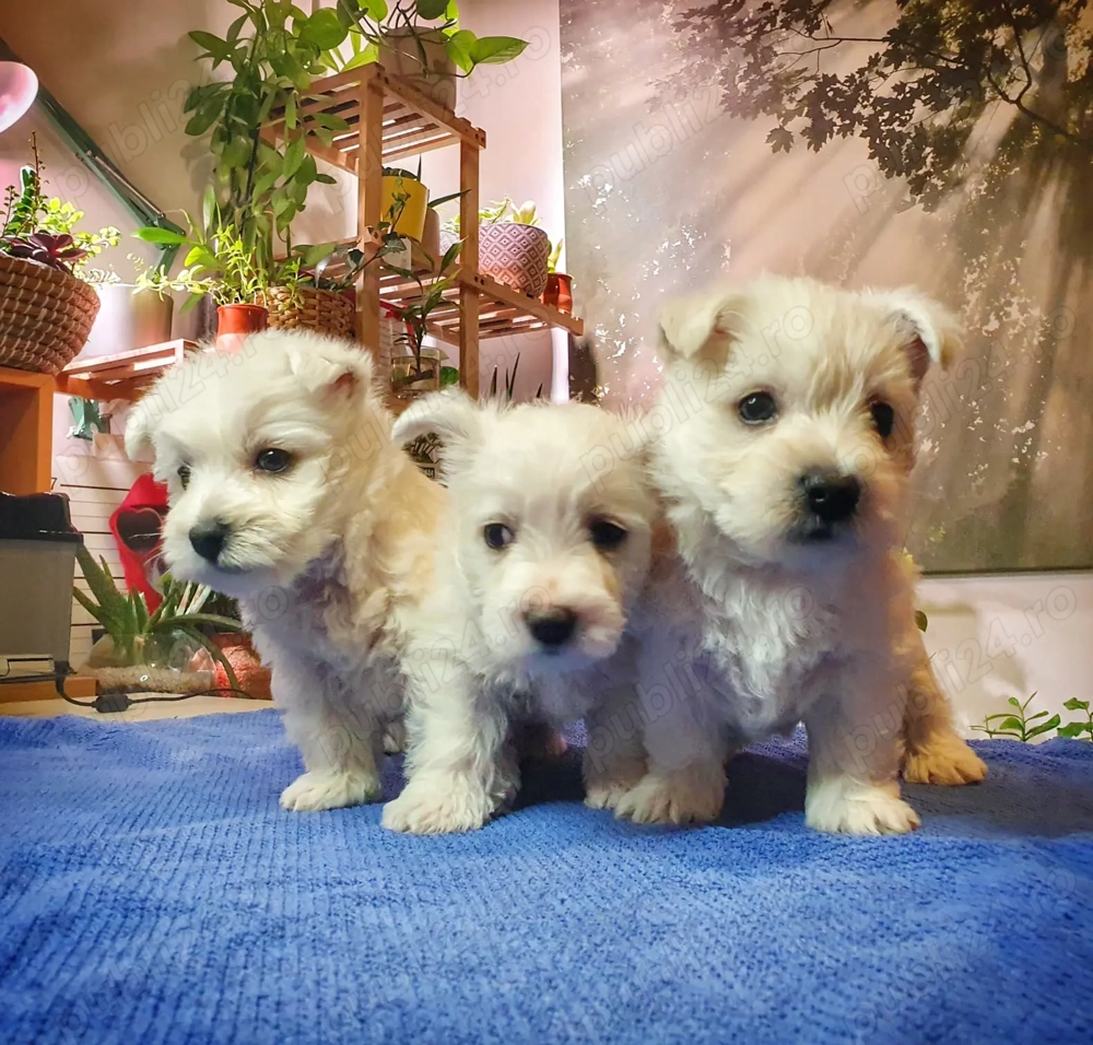   Pui Westie deosebiți   disponibili acum!  
