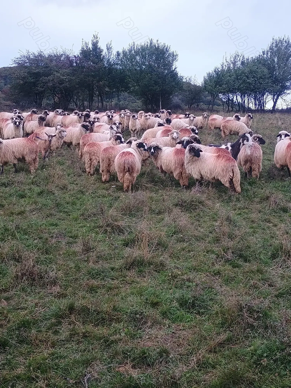 Vând oi tinere, miori și stramiori 