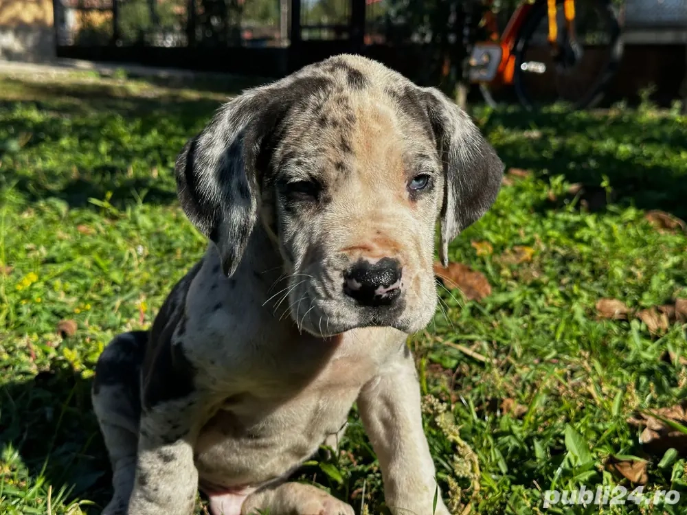 Dog german   Marele danez Dog german   Marele danez