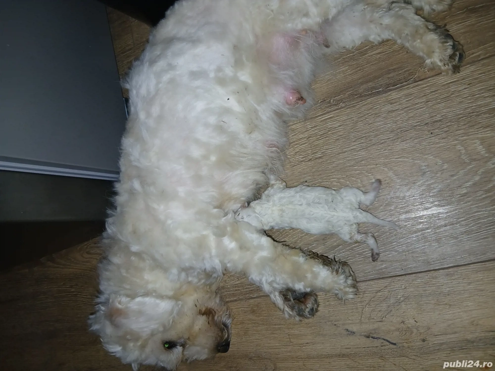 Femela bishon  Femela bishon