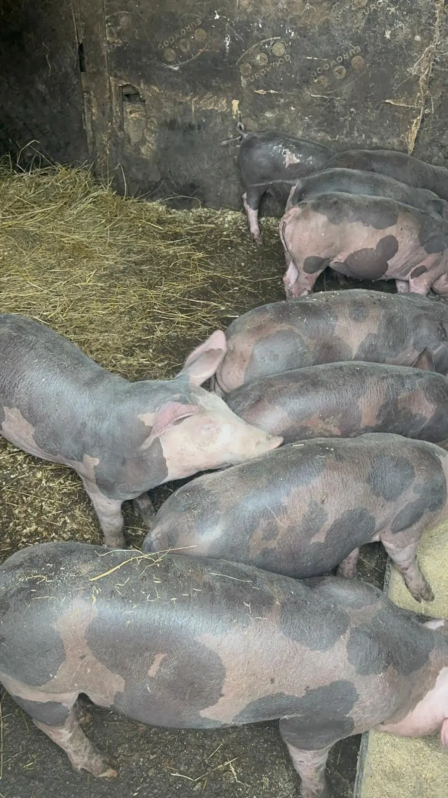 Purcei pregătiți  de casa