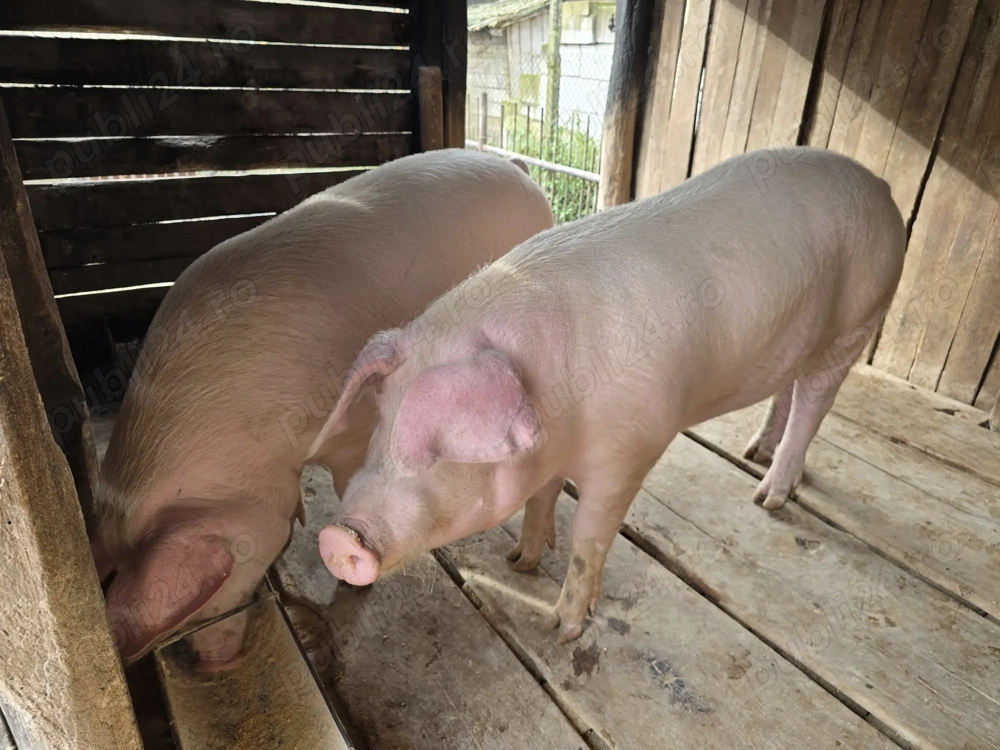 Vând porci Vând porci