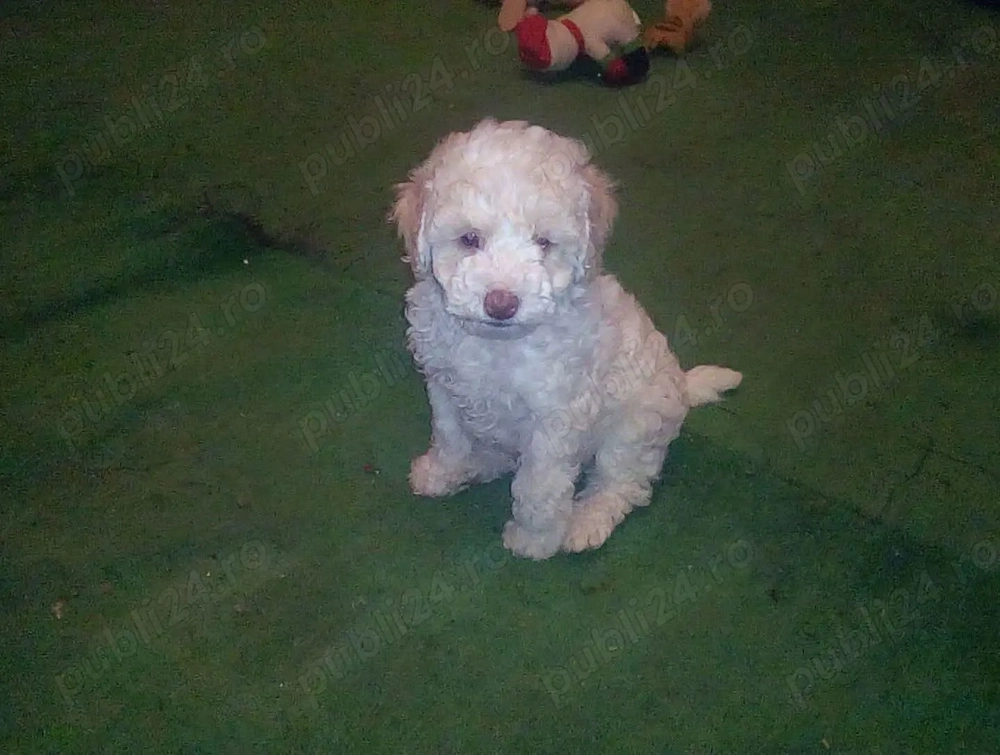 Catelusi pudel - caniche