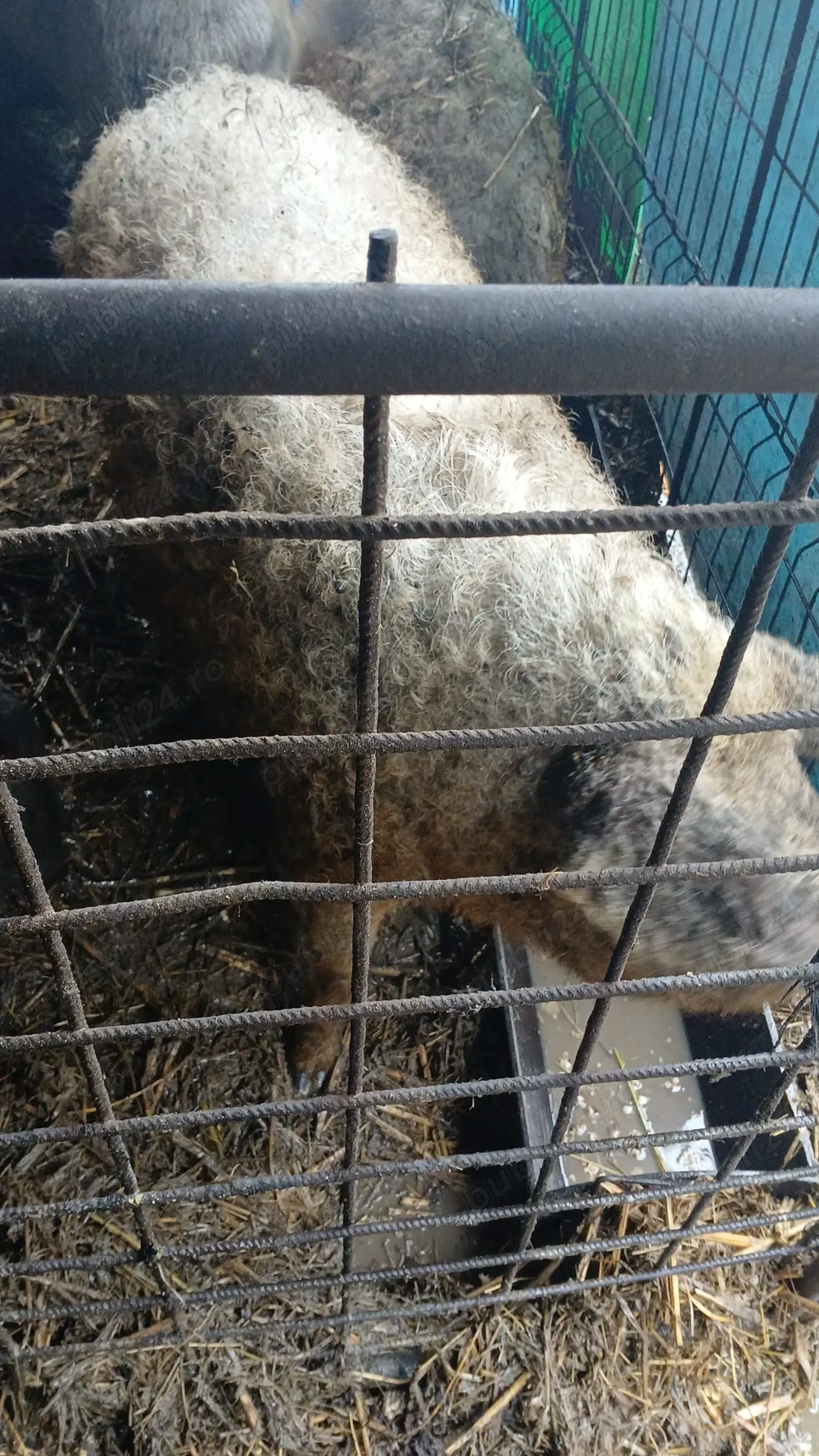 Vand porci mangalita Vand porci mangalita