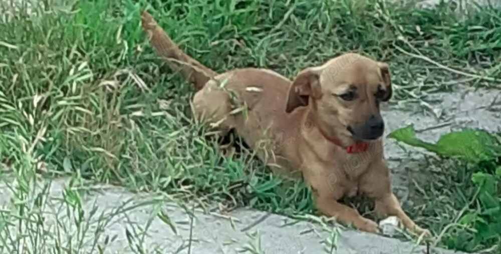 Donez Cătei talie mica 