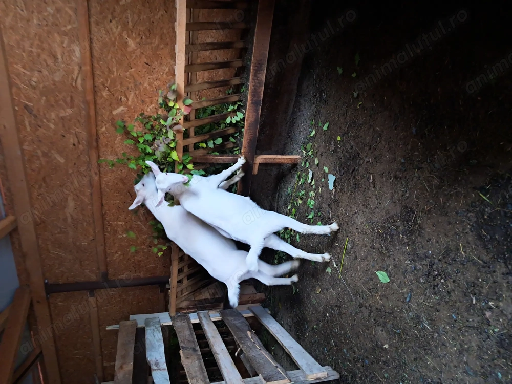 Vând iede rasa saanen Vând iede rasa saanen