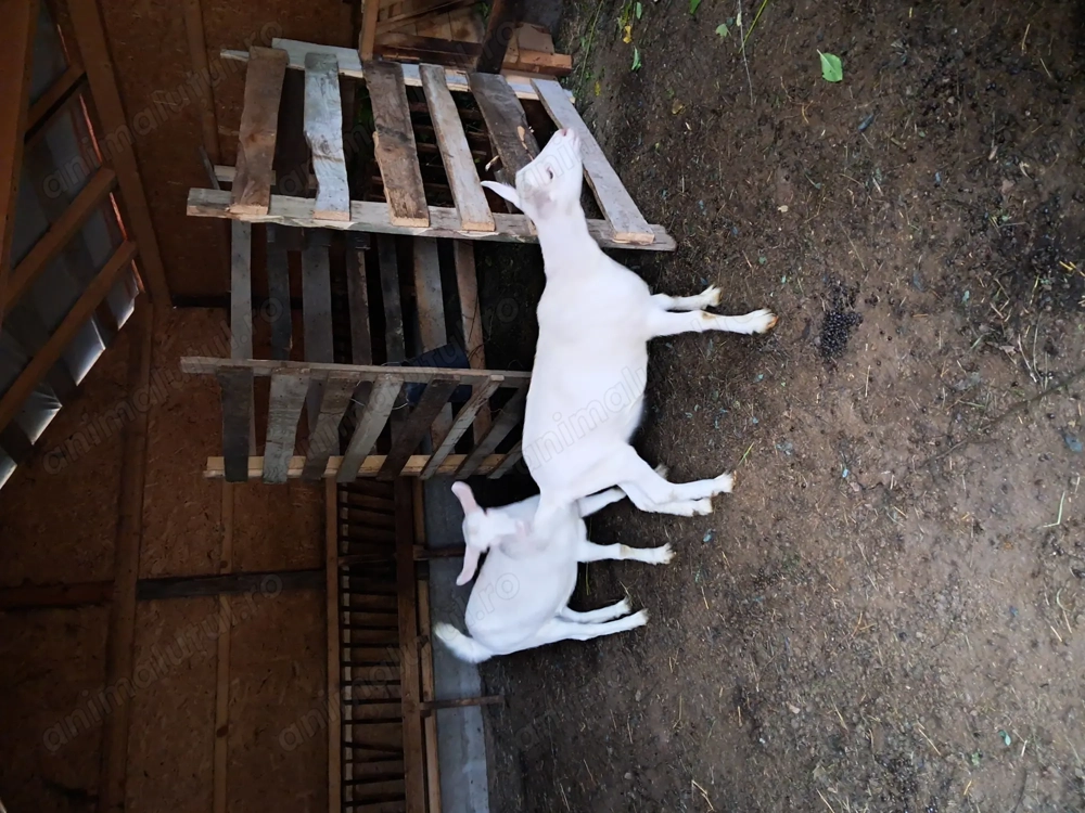 Vând iede rasa saanen Vând iede rasa saanen