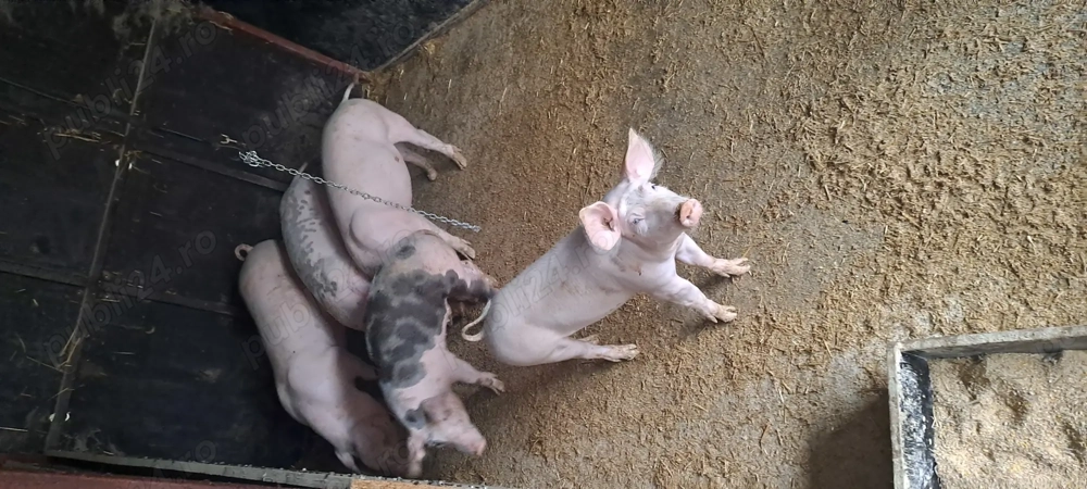 Porci landrace născuți 19 mai  850 lei buc   Nenciulești Teleorman