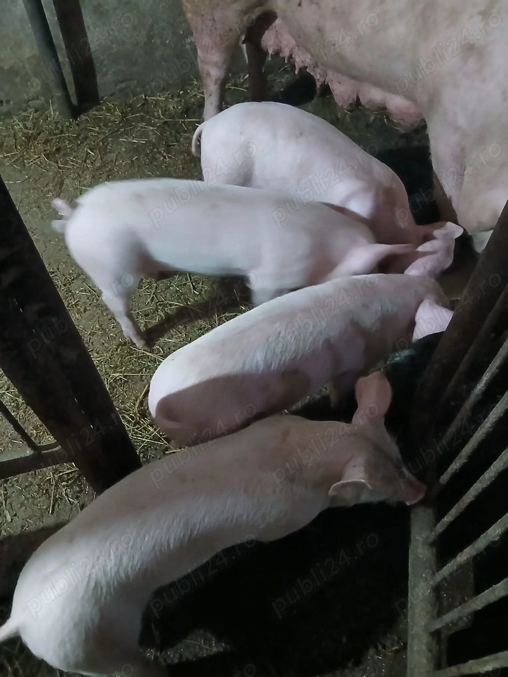 Vand purcei Marele Alb