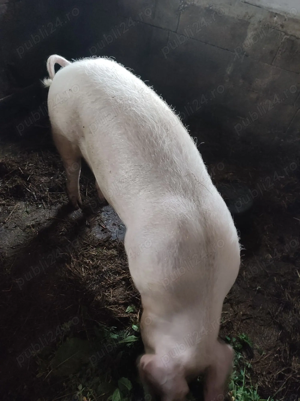 Vând sau schimb vier Landrace pur pentru monta Vând sau schimb vier Landrace pur pentru monta