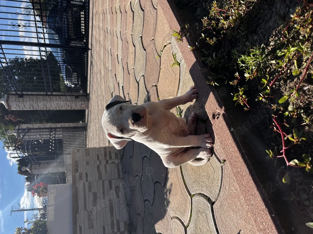 Catei Dog Argentinian