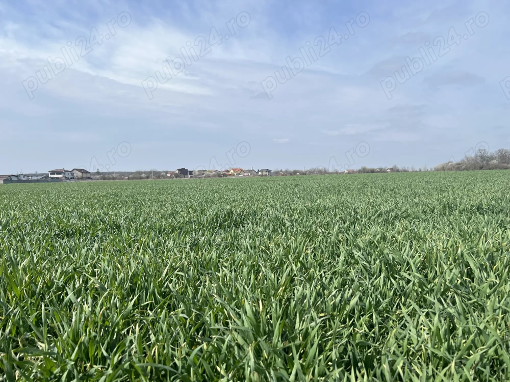 Teren generos de vanzare  in Branesti Teren generos de vanzare  in Branesti