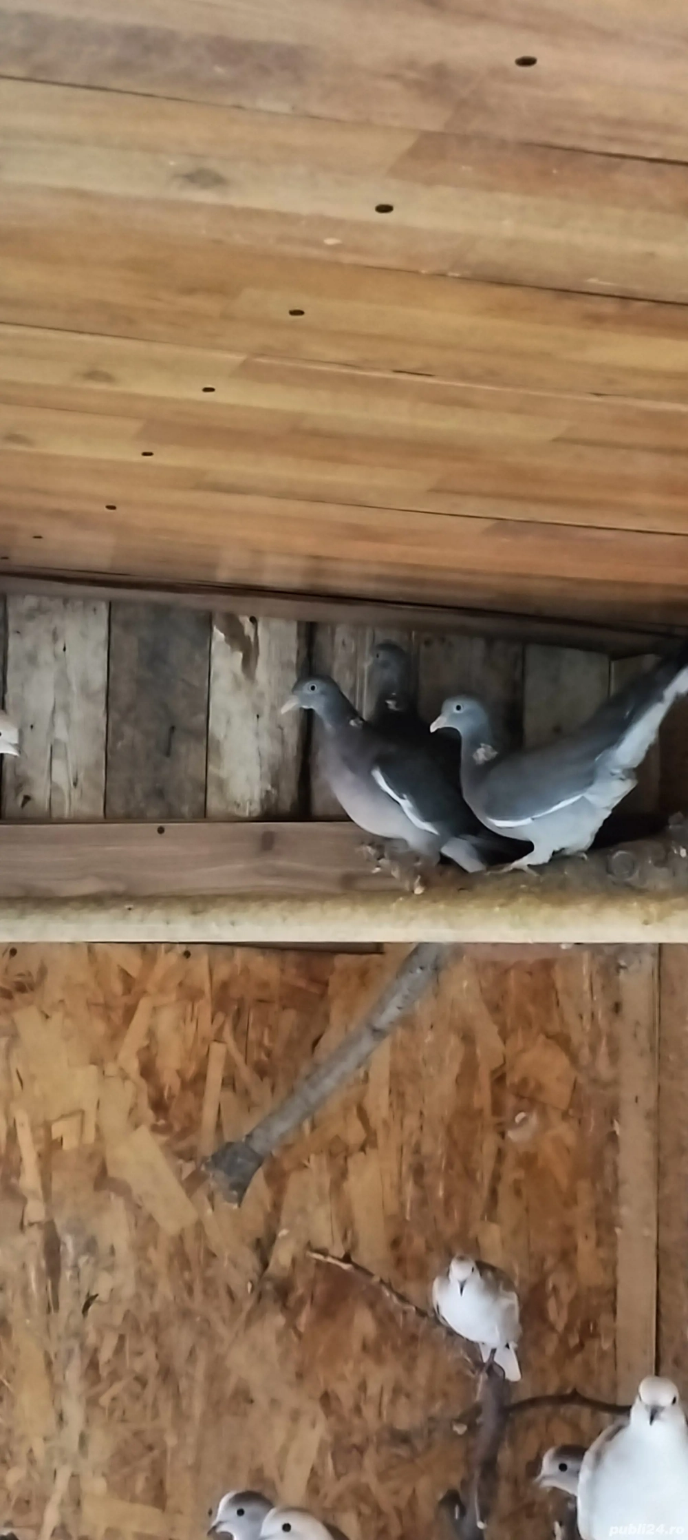 Porumbei sălbatici și turturele 