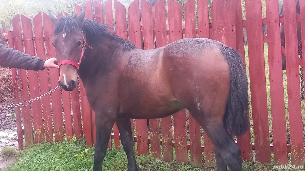 iapa 3ani manza 1.4 ani iapa 3ani manza 1.4 ani