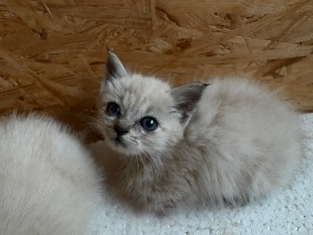 Pisică Ragdoll pui