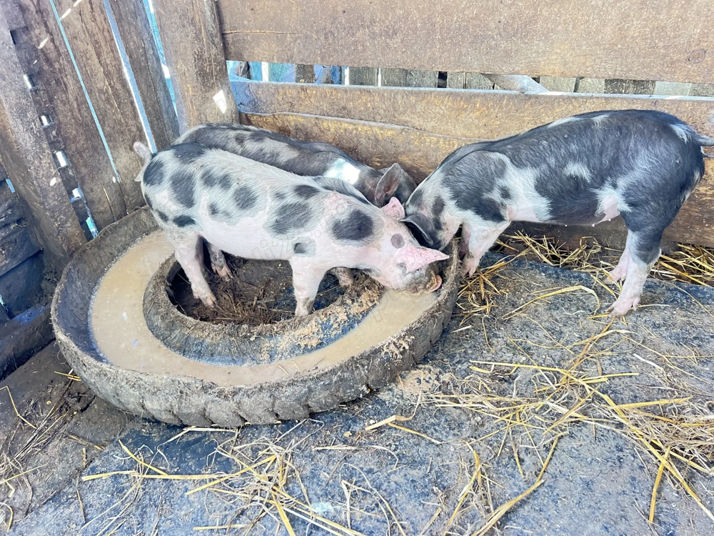 Vând 3 femele ,rasa pietrain  Vând 3 femele ,rasa pietrain