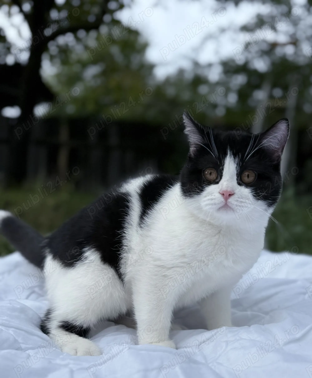 British shorthair motan 4 luni