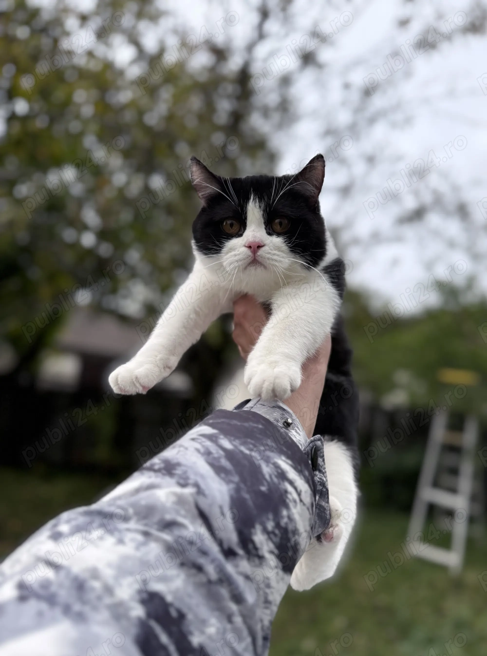 Motan british shorthair 4 luni