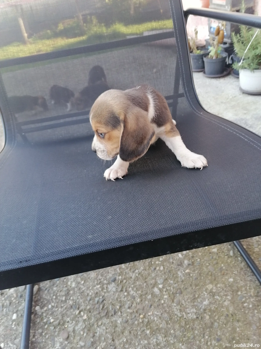 Beagle de vânzare  Beagle de vânzare