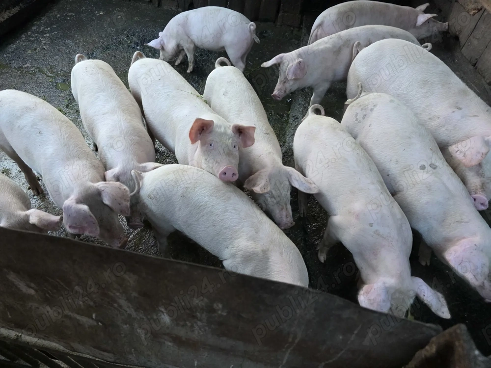 Soldani intre 70 si 80 kg