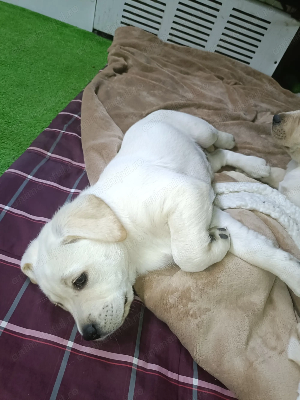 Puiuți labrador retrier Puiuți labrador retrier