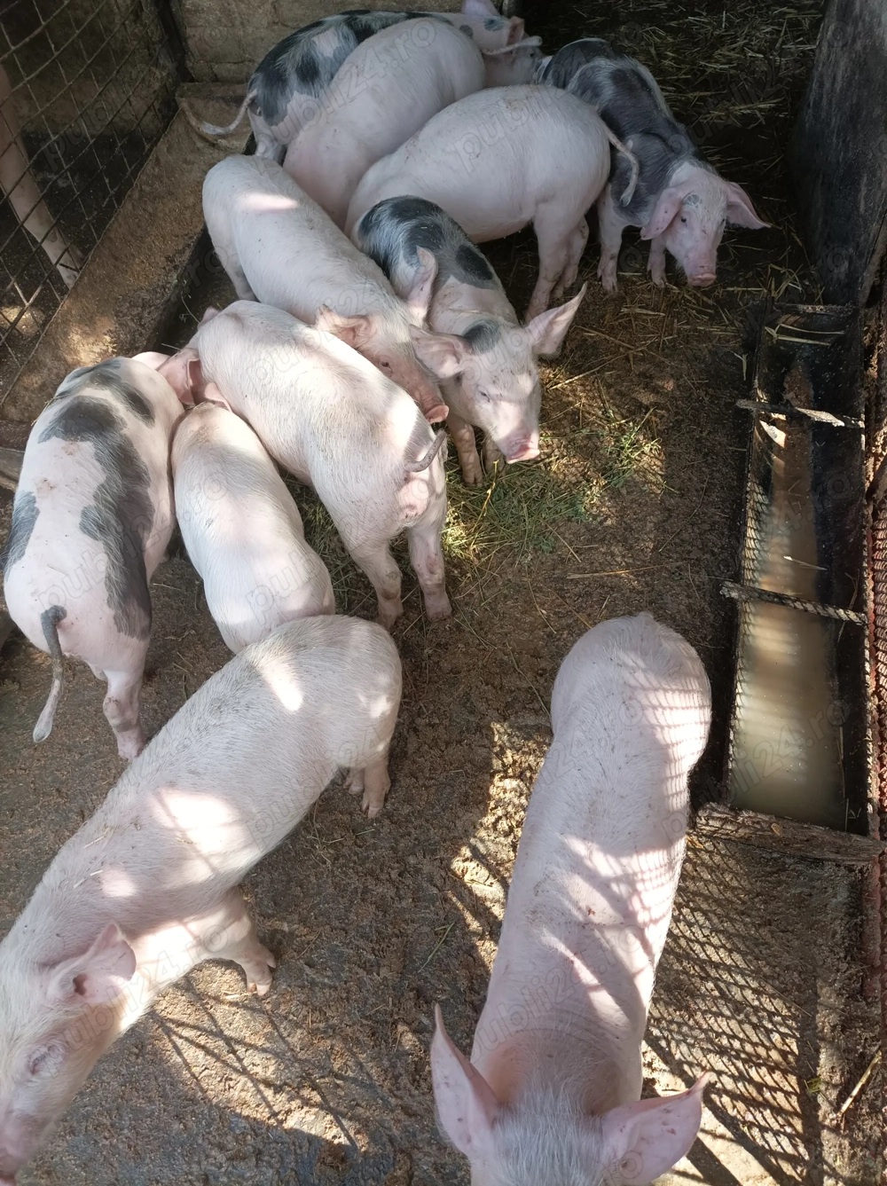 Purcei de vanzare Purcei de vanzare