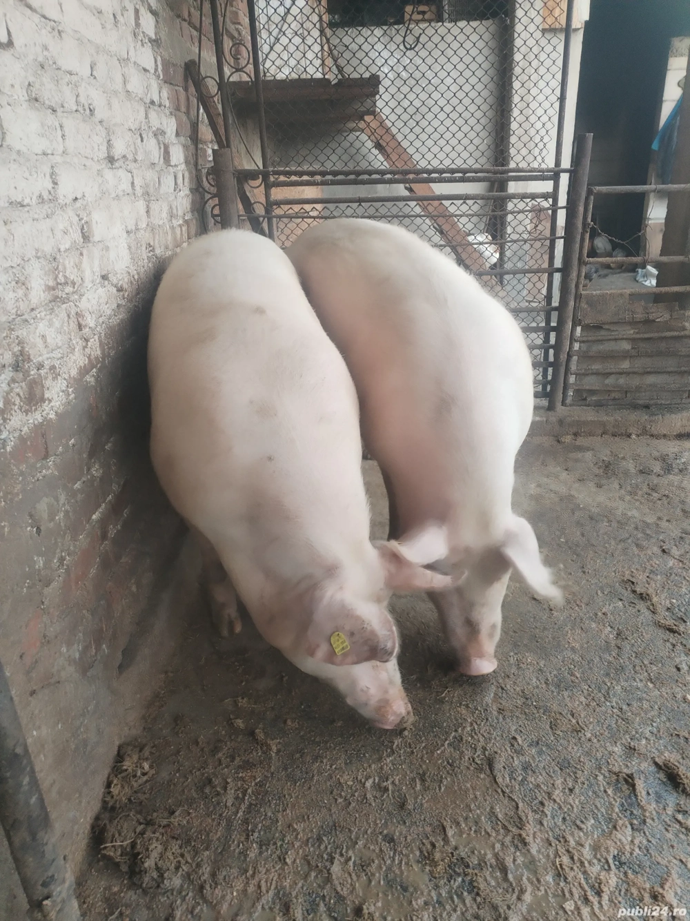 Porcii de Vanzare Porcii de Vanzare