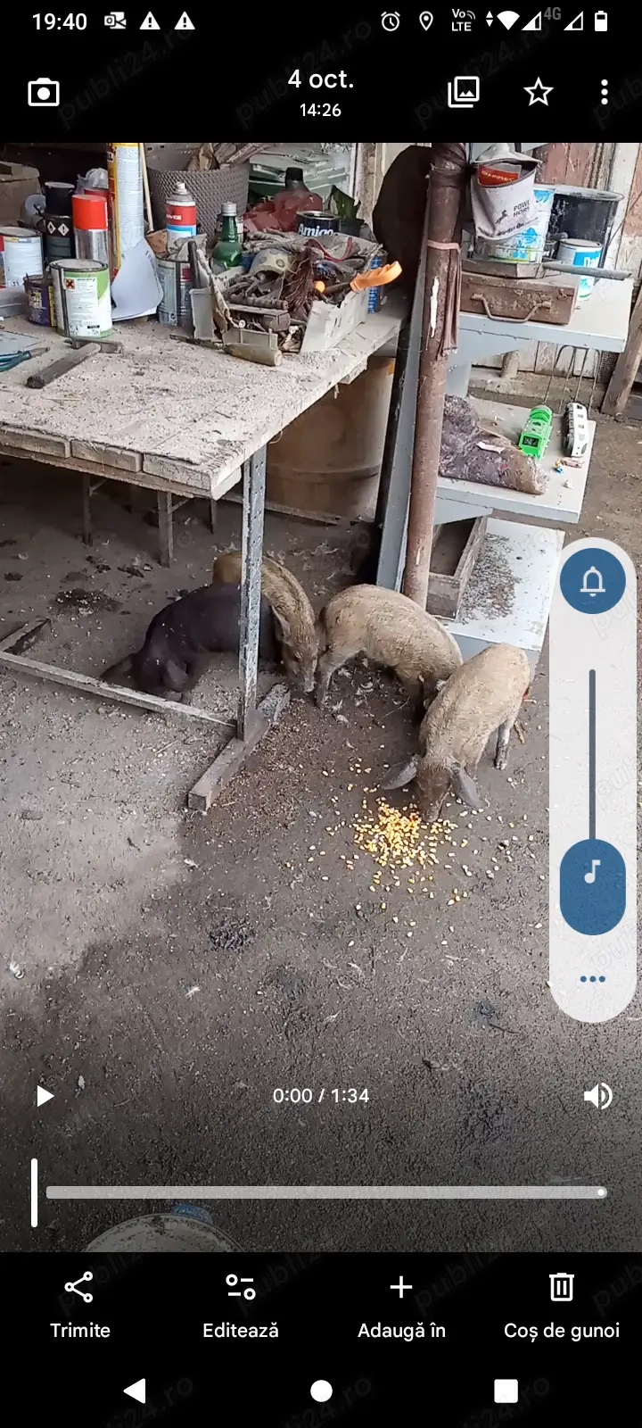 Vând purcei  bazna cu mangalita