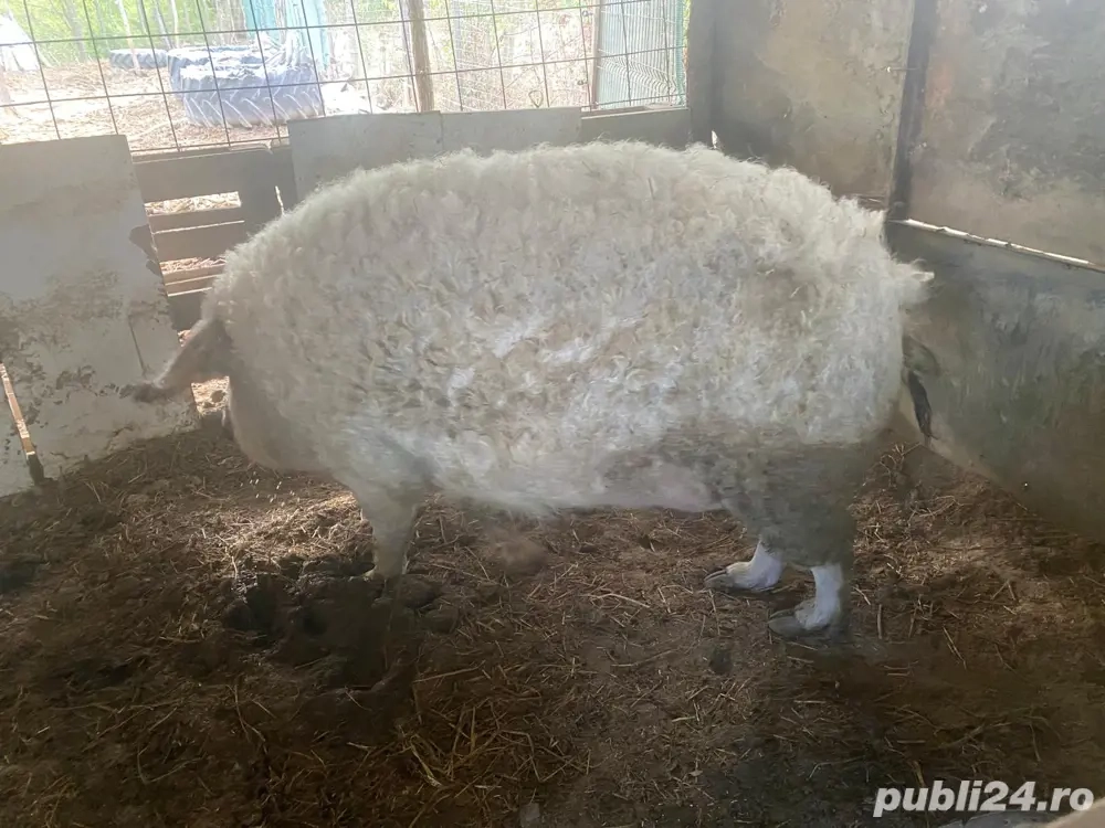 vand purcea mangalita  vand purcea mangalita