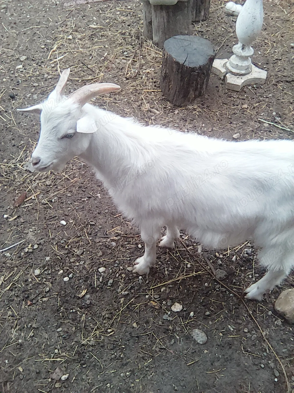 Iezi de 7luni Iezi de 7luni