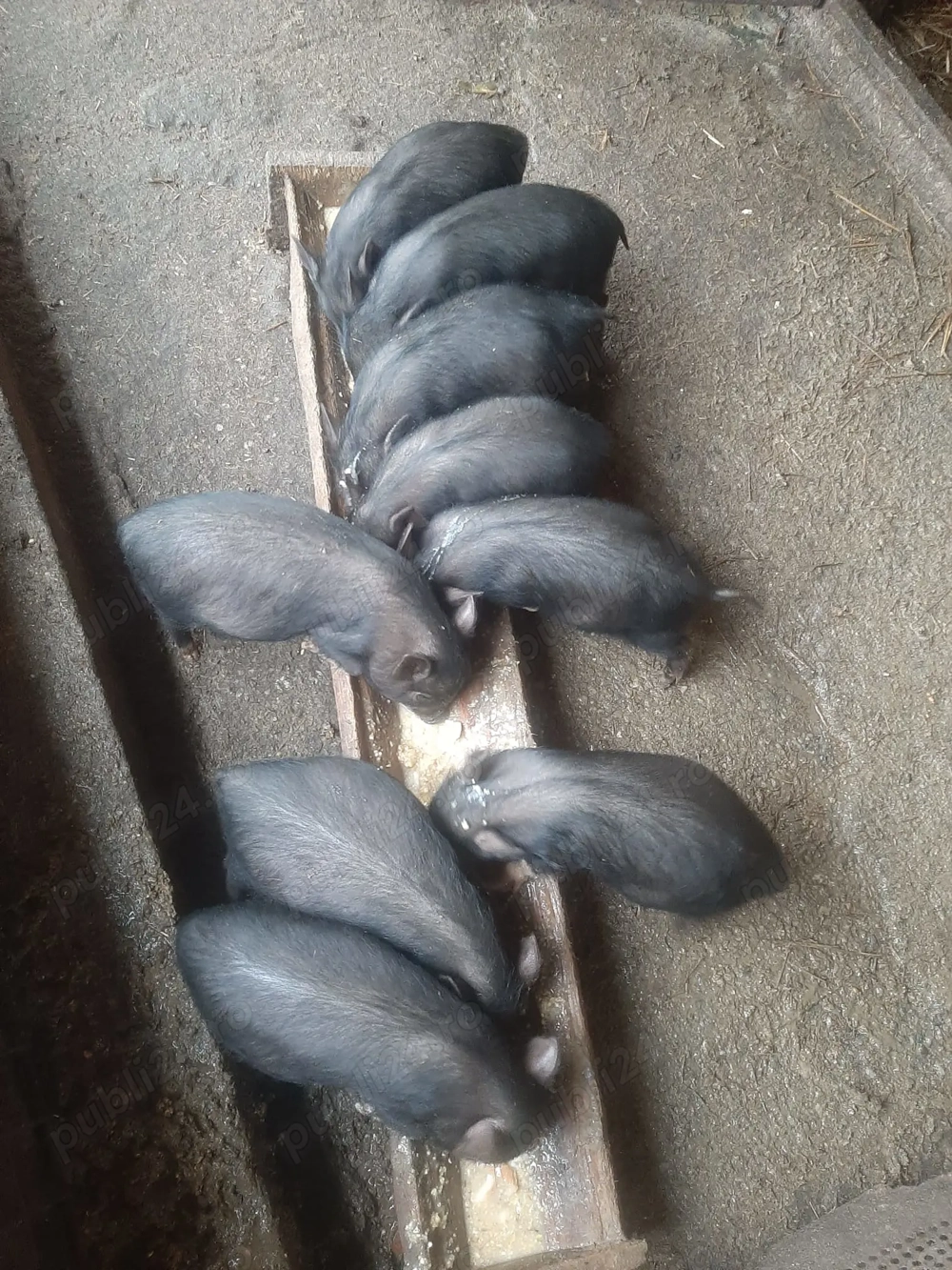 Vand porci vietnamez 