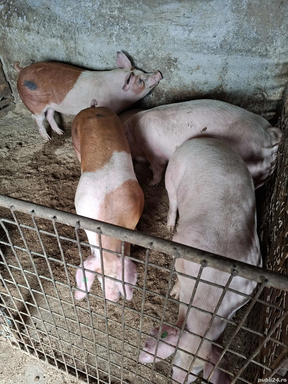 de vanzare de vanzare