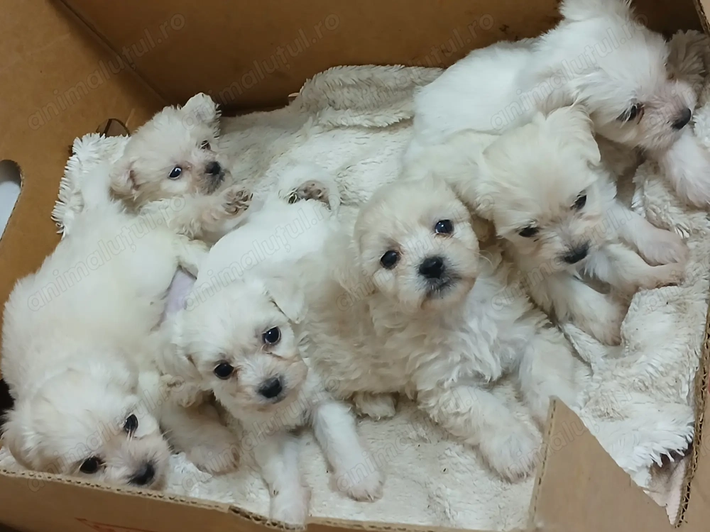 De vânzare Bichon Maltez 