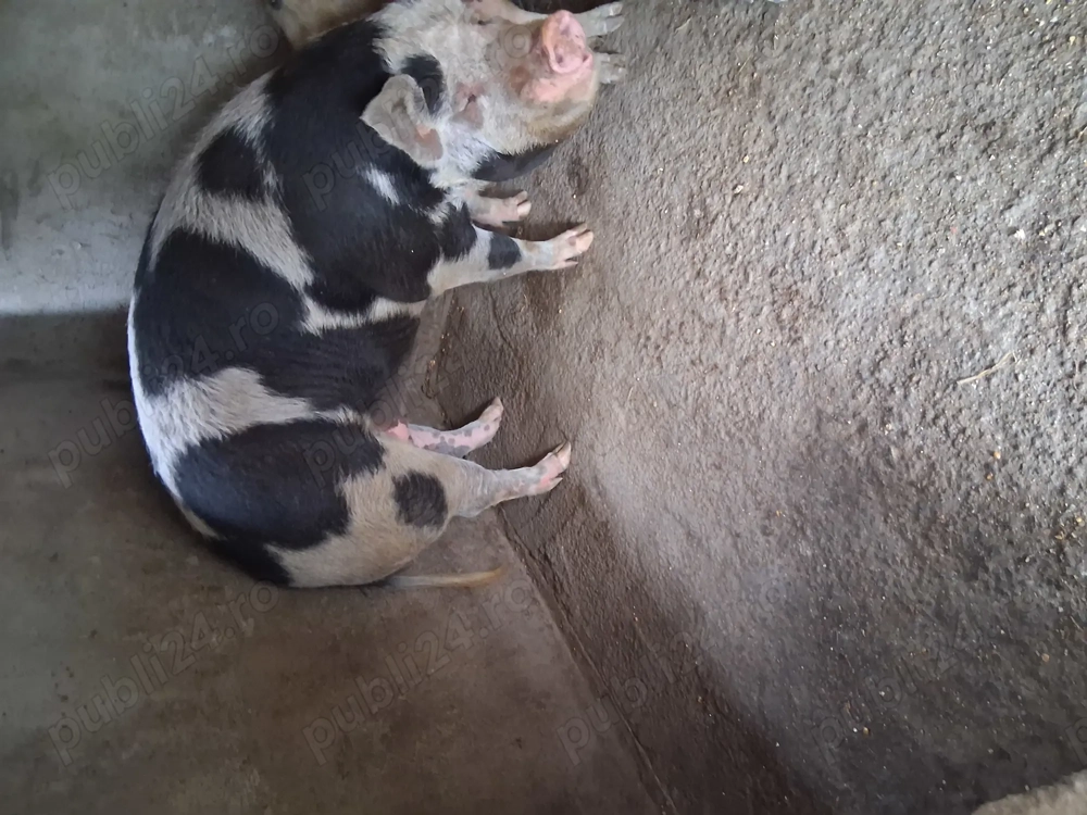 Vând porc în jur de 180kg Vând porc în jur de 180kg