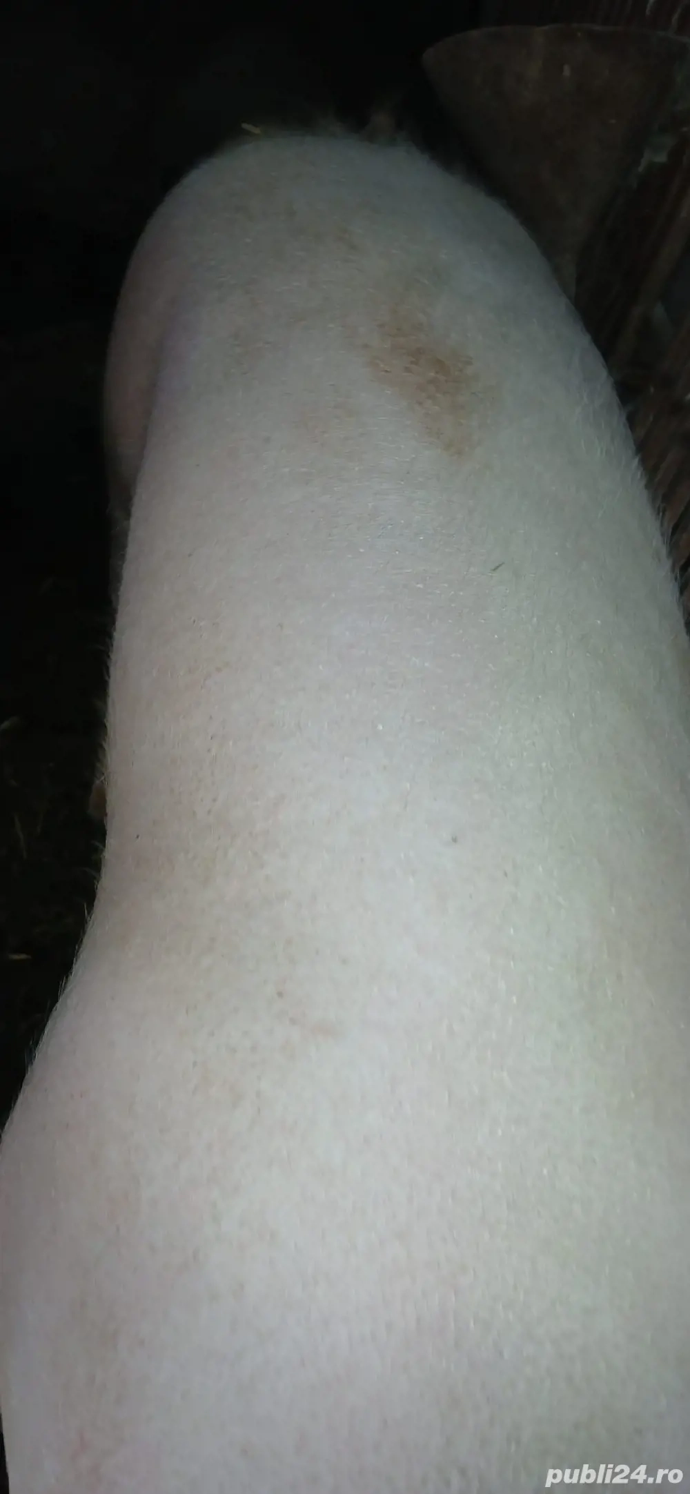 vand porci  vand porci