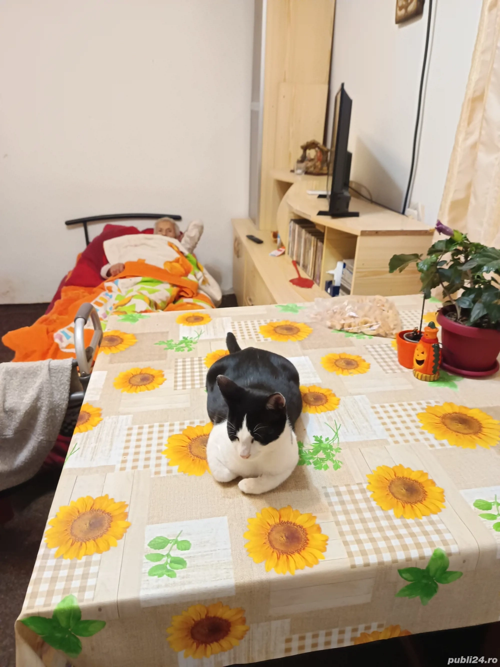 Donez iubitorilor animale