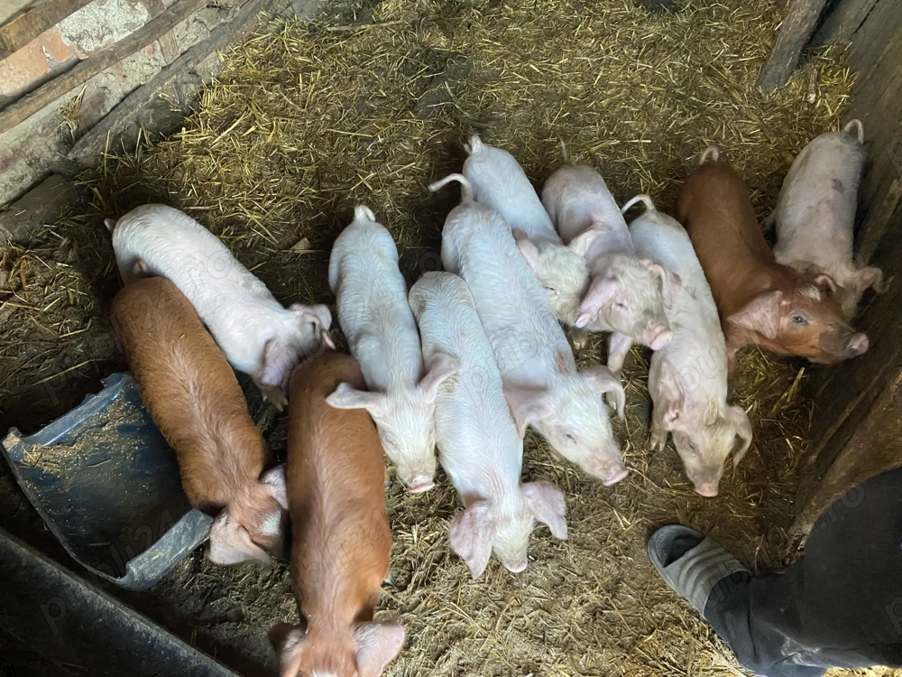 Vand purcei de rasa duroc varsta 9 saptamani