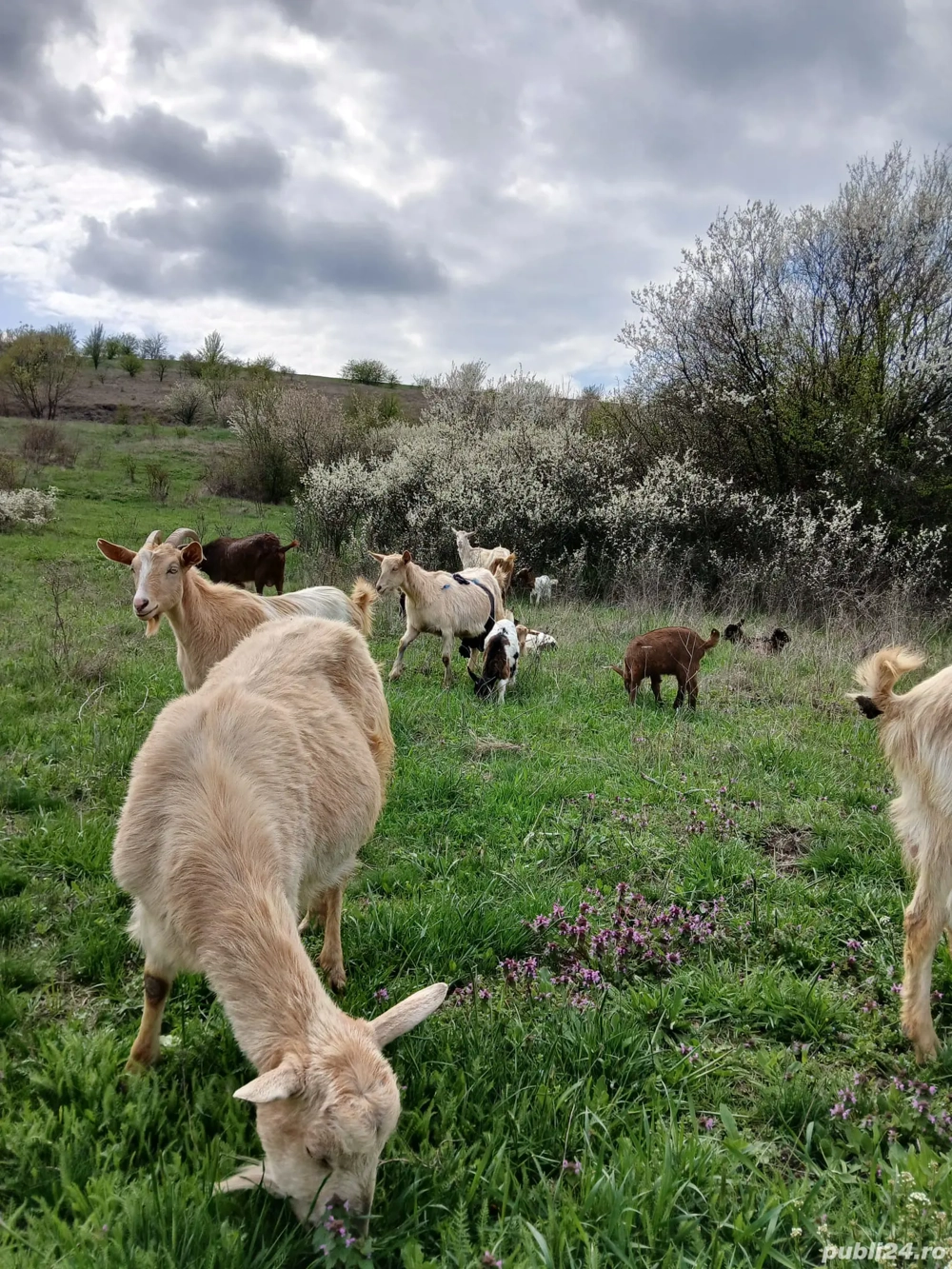 Vand Capre 500 lei buc