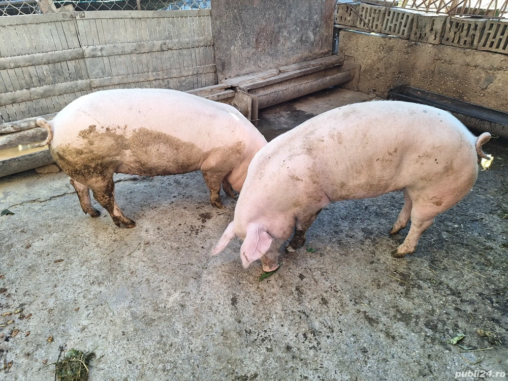 porc de carne  porc de carne