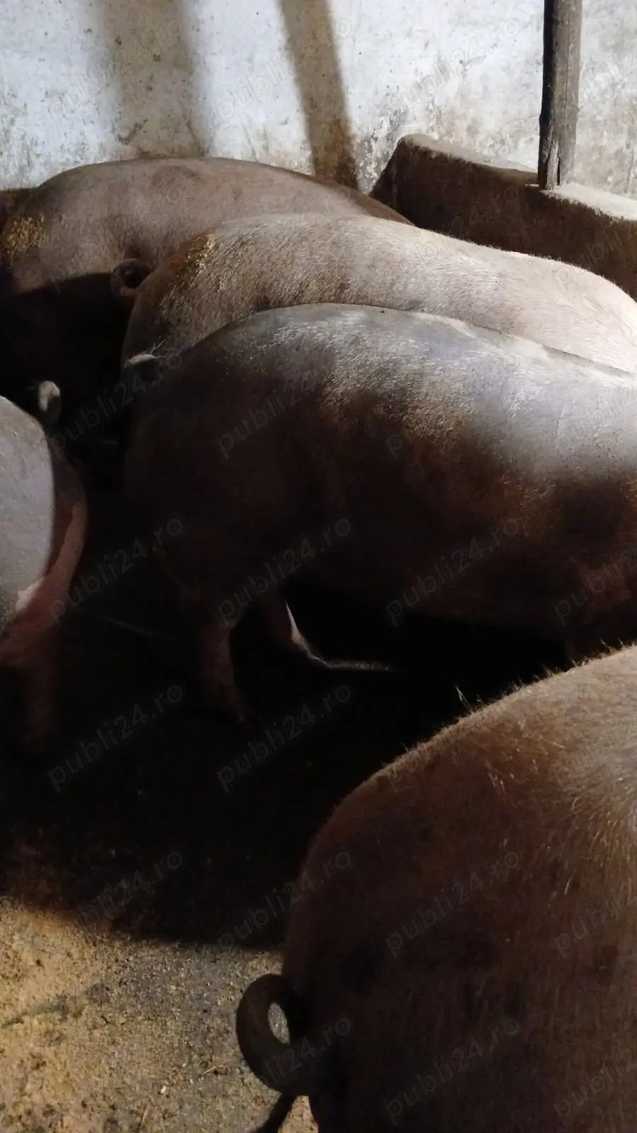 porci si purcei  landras, marele alb, pietrean, marele alb