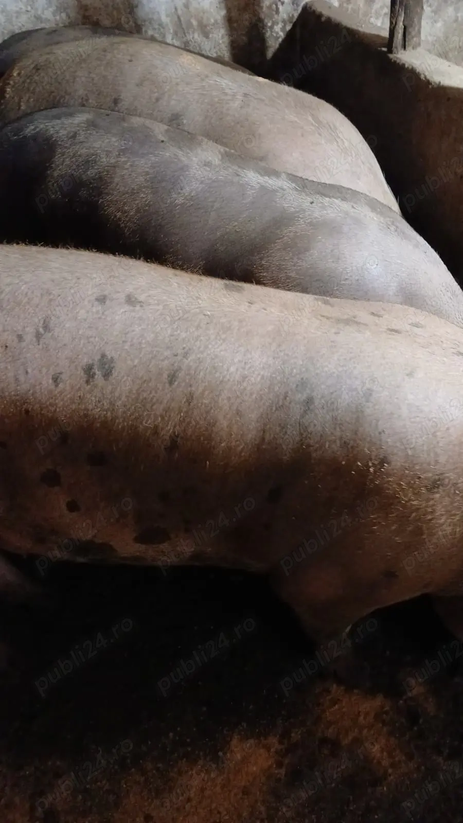 porci si purcei  landras, marele alb, pietrean, marele alb porci si purcei  landras, marele alb, pietrean, marele alb