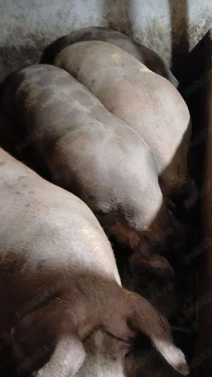 porci si purcei  landras, marele alb, pietrean, marele alb