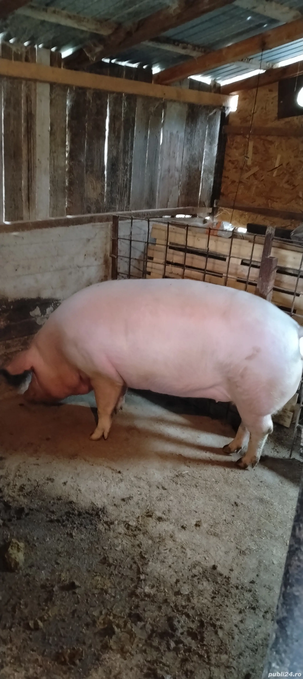 porc mare de vanzare porc mare de vanzare