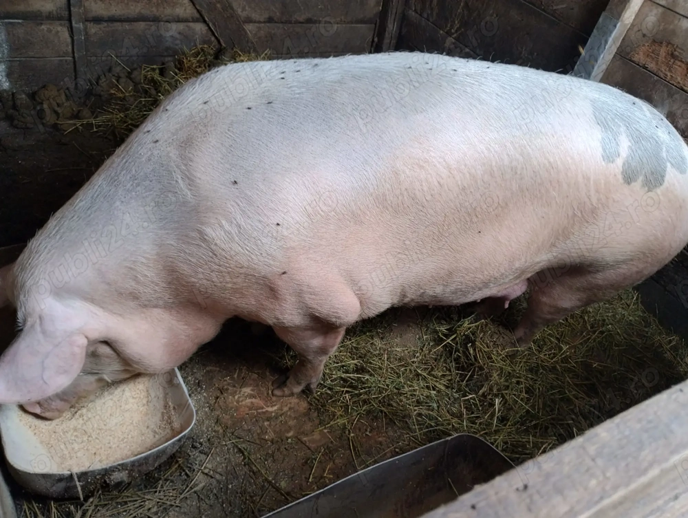 Porc de vanzare | 350+ KG | 4800 RON Porc de vanzare | 350+ KG | 4800 RON